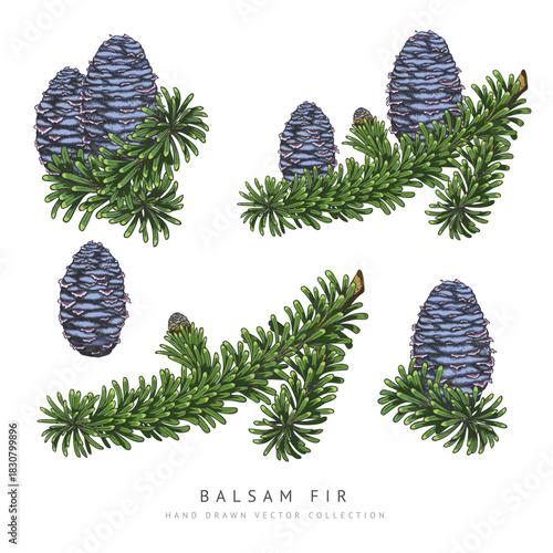 Balsam fir tree branches with blue cones hand drawn vector collection, conifer evergreen plant, forest decoration sketch