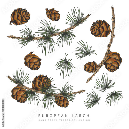 European Larch branch with cones collection hand drawn vector set, conifer tree botanical color sketch, Xmas decoration