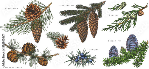 Conifer trees branches with cones collection, titles hand drawn vector set, pine, Cypress, fir, Juniper botanical sketch