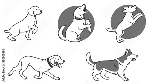 Energetic Dogs Playing and Training for Pet Brands, Animal Care Websites, and Active Lifestyle Marketing Campaigns