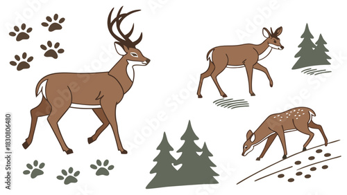 Deer Family Illustration Set Buck Doe Fawn Forest Trees And Animal Tracks. Nature Education Wildlife Conservation Outdoor Recreation Web Design.