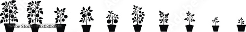 Tomato plants growing in pots showing development from small sprouts to mature plants. Vector illustration.