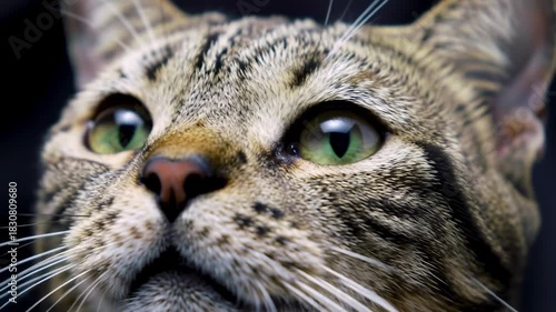 Close-up cat, staring intently with intense green eyes, dark background, ideal for pet advertising