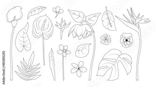 Set of Line Art Tropical Flowers and Exotic Plants