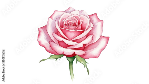Elegant watercolor illustration of a single blooming pink rose with a green stem isolated on a white background