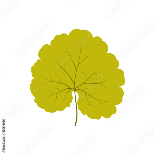 Ground Ivy leaf isolated on white background. Vector illustration. Glechoma hederacea. Beautiful hand drawn green leaf