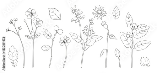 Set of Botanical Line Art Wild Flower Drawings.