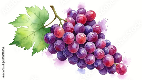 Artistic watercolor rendering of ripe purple grapes, depicting a healthy and refreshing fruit, perfect for culinary and natural designs