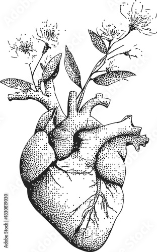 Anatomical heart sketch with blooming flowers, hand drawn botanical fusion. Vector illustration