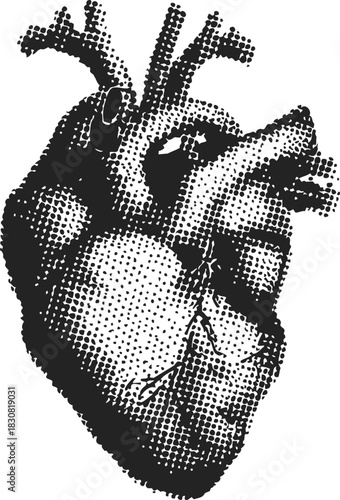 Anatomical heart sketch, hand drawn vintage style with detailed dot shading. Vector illustration
