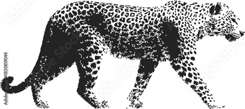 Leopard silhouette sketch, hand drawn style, walking pose with detailed spots. Vector illustration