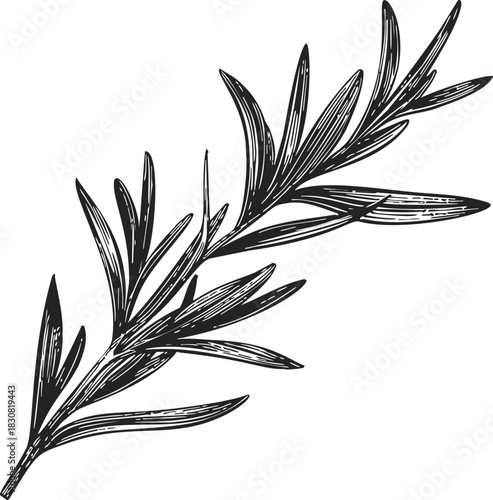 Rosemary sprig sketch, hand drawn botanical herb with detailed leaves. Vector illustration