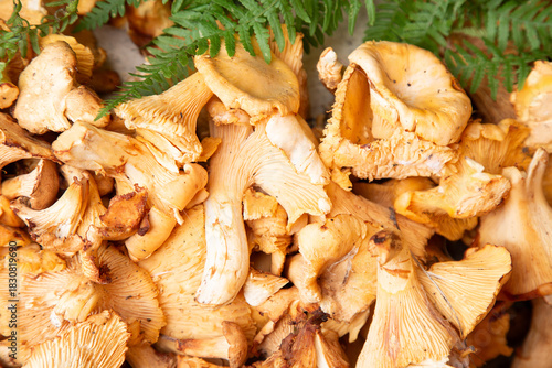 Cuadro en lienzo mushrooms with fern, harvest scene featuring golden chanterelles nestled amid fe