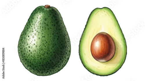 A detailed illustration of a whole avocado next to a sliced half showing the large brown seed, isolated on white