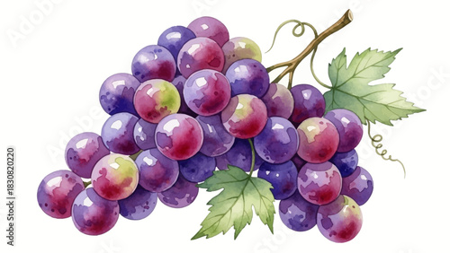 Watercolor depiction of a vibrant bunch of ripe grapes, showcasing natural colors and textures