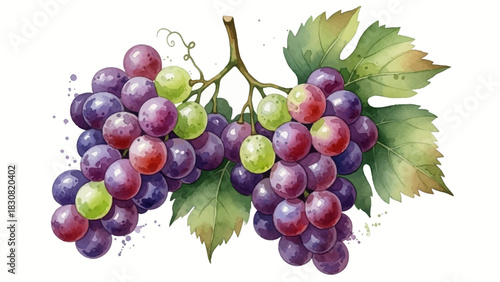 Vibrant watercolor illustration of fresh purple and green grapes on a vine, capturing the essence of natural sweetness and healthy organic fruit