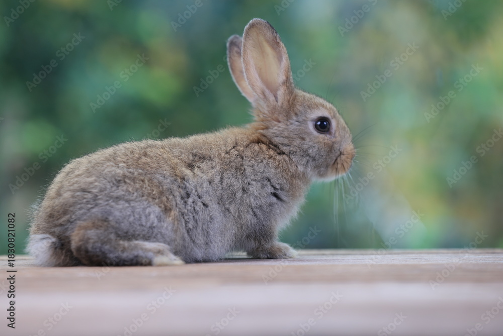 Fototapeta premium Bunny easter fluffy rabbit eating food, vegetables, carrots, baby corn on green garden nature flowers background on sunny day, Lovely mammal with bright eyes in nature life. Symbol of easter day.