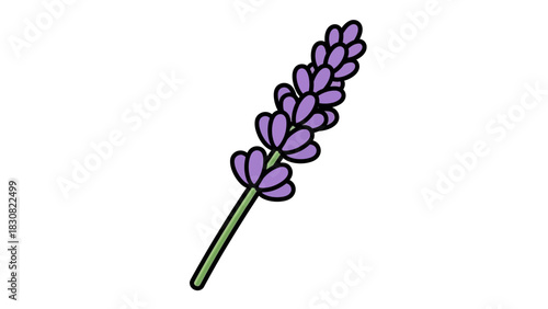 Simple lavender sprig illustration with purple flowers, isolated on a white background. Minimalist floral icon for aromatherapy and nature designs