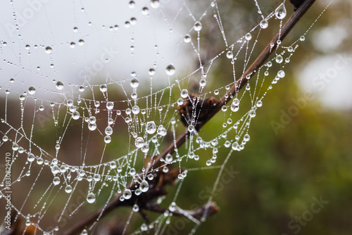 Photos A cobweb covered with tiny dew drops in the morning.