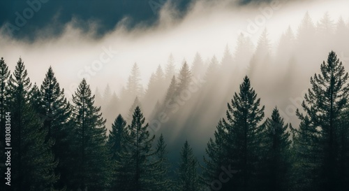 Mysterious pine forest bathed in sunlight through dense morning fog.