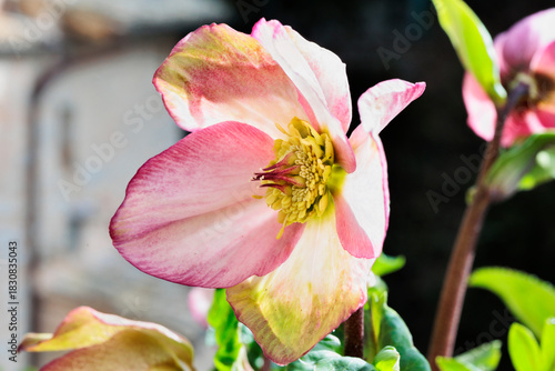 Purple hellebore flower in bloom