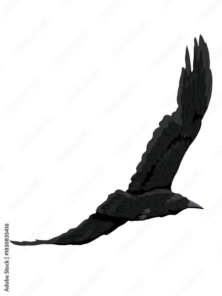 Obraz premium A large black crow flies with its wings outstretched. Realistic vector bird
