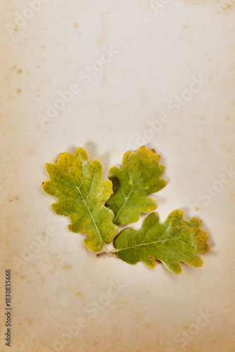 Autumnal leaves of downy oak