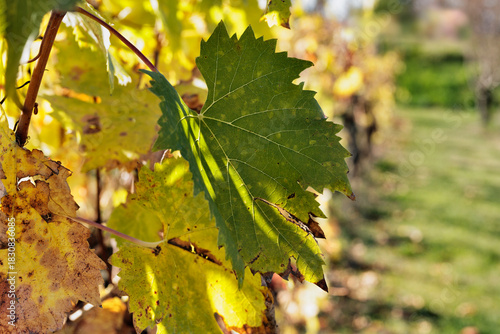 Autumn leaves in a vineyard