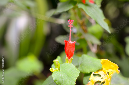Red hibiscus bud still closed macro shot
