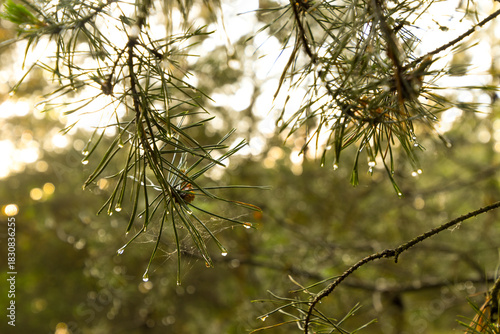 Wet needles of a pine tree