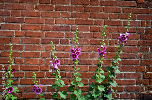 Pink Alcea flowers growing on brick wall