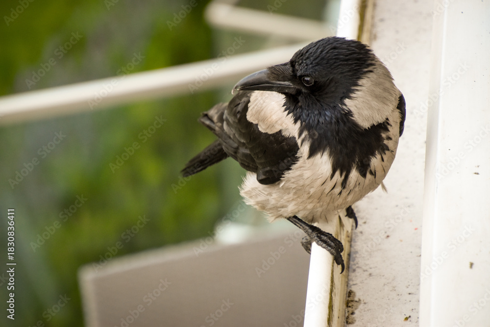 Naklejka premium Raven sitting on metal roof