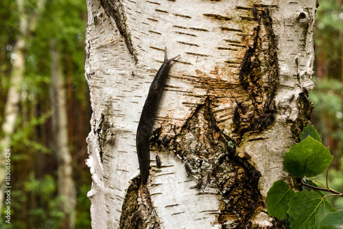 Black slug crawling a birch tree