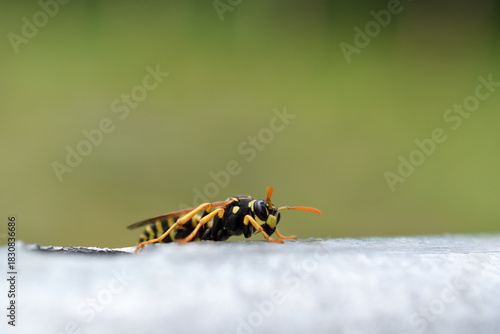 wasp closeup on metal 