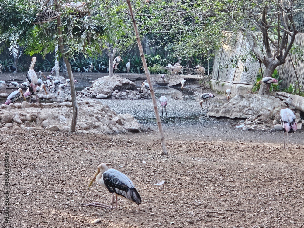 Fototapeta premium Several storks stand in shallow water and along the rocky edges.