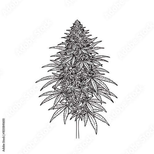 🌿 Detailed Botanical Illustration of Cannabis Hemp Plant