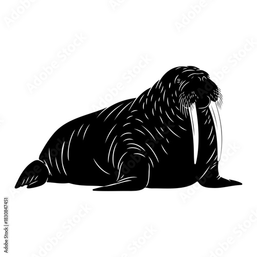 A monochrome illustration of a walrus lying down on a white background