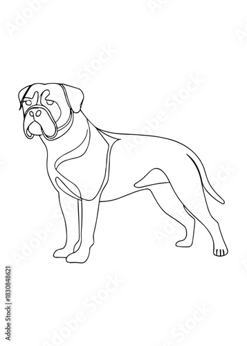 Boxer dog outline illustration in minimalist style on white background  