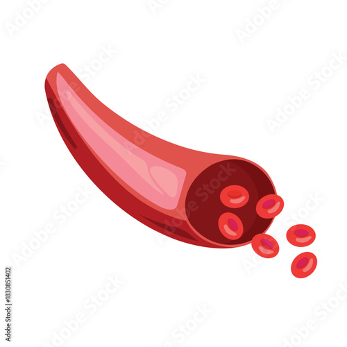 Medical explanation illustration of blood vessel flow and red blood cell
