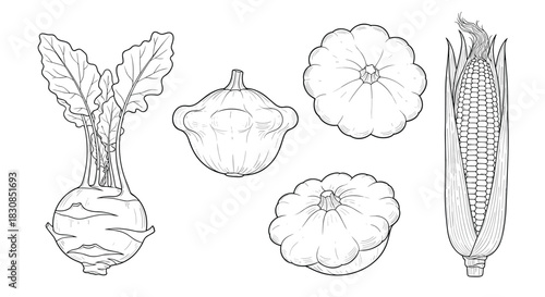 Collection of hand-drawn vegetables including kohlrabi, pattypan squash, and corn.