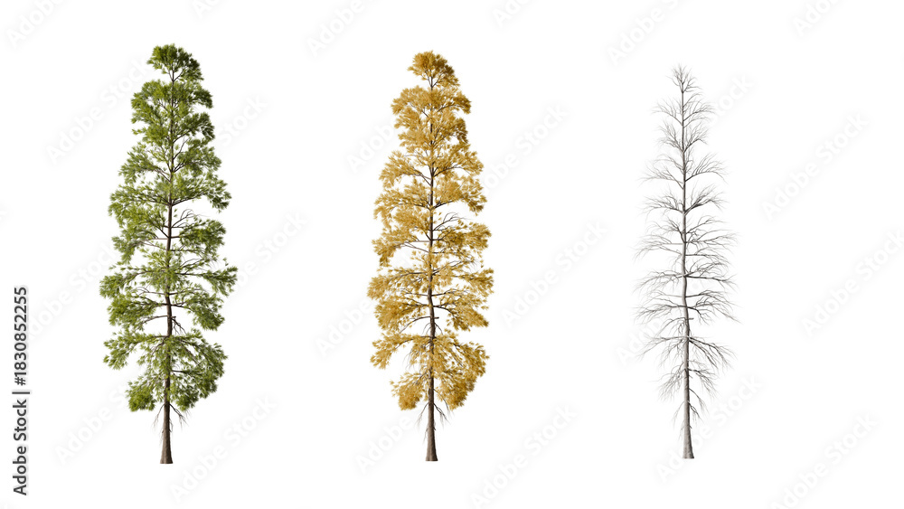 Fototapeta premium Three Tall Trees Showing Different Seasonal Changes