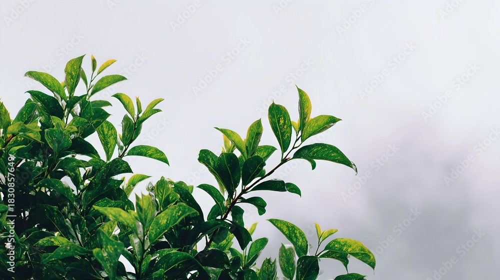 Obraz premium Beautiful lush greenery with vibrant leaves, healthy foliage, natural outdoor plant growth, eco-friendly botanical scenery, and peaceful garden environment