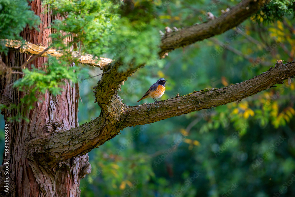 Fototapeta premium A beautiful adult redstart in a summer garden. Seasonal portrait of a bird in Latvia, Europe.