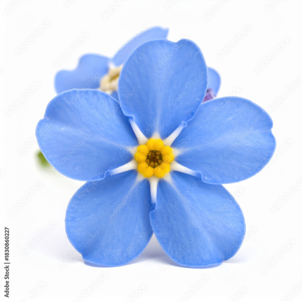 Obraz premium Beautiful, delicate blue forget me not flower in close up view. An isolated plant on white background, gentle and beautiful symbol of remembrance from nature