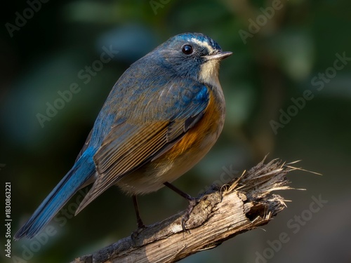 森の中で周りを見渡しているルリビタキの雄の振り返りポーズのクローズアップ