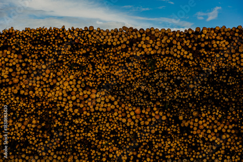 Massive stack of cut logs outdoors, representing forestry production and raw material processing.