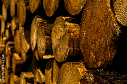 Massive stack of cut logs outdoors, representing forestry production and raw material processing.