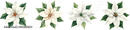 White poinsettia isolated on white background. Watercolor set Christmas flower. White flower illustration. Winter holidays floral for Christmas design, greeting cards and New Year invitations.