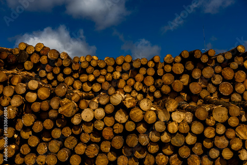 Massive stack of cut logs outdoors, representing forestry production and raw material processing.