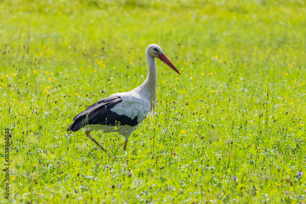 Fototapeta premium Storch auf der Wiese